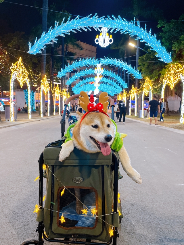 小麋鹿出來送禮物嘍~-金腳印獎  萌寵拍片趣人氣票選