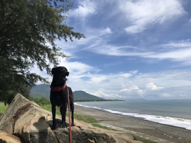 最喜歡枋山的海～～-金腳印獎  萌寵拍片趣人氣票選