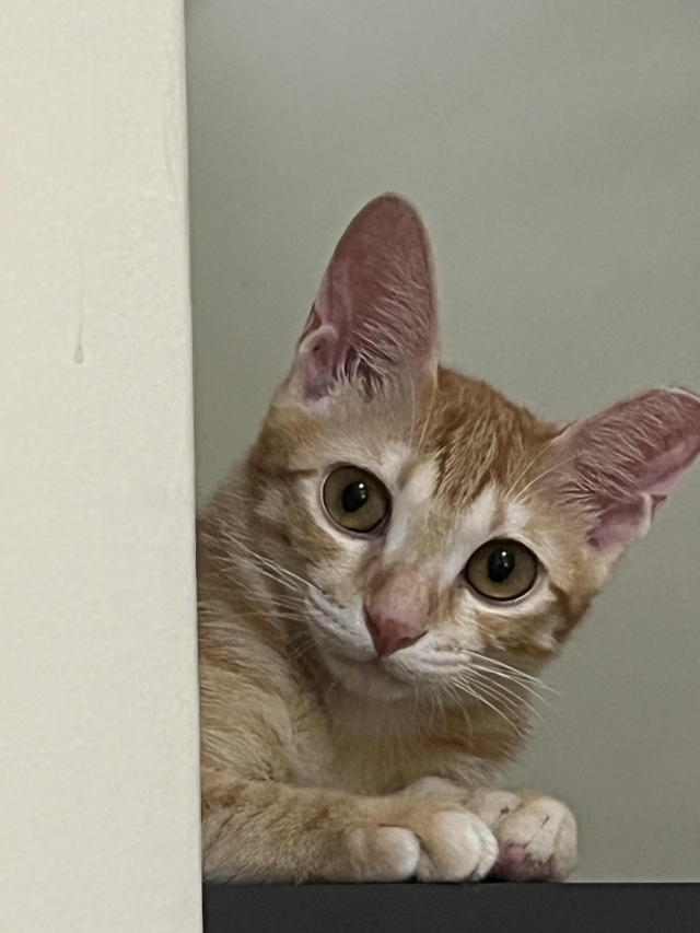 我就在這陪著你-第二屆金腳印獎『毛孩鏡勾追』活動