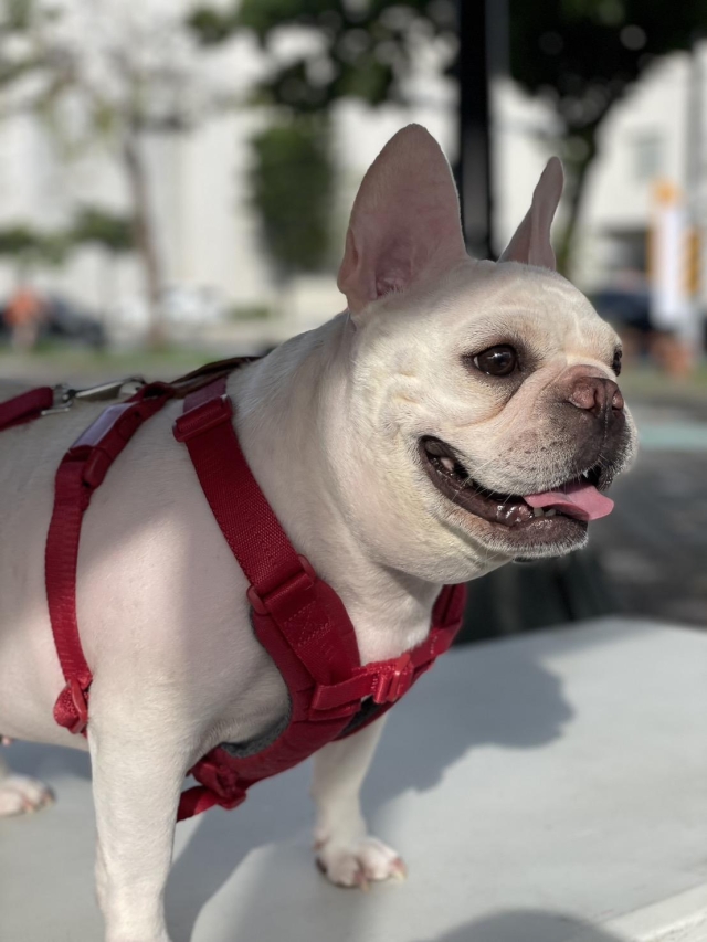 燦笑胖妞-第二屆金腳印獎『毛孩鏡勾追』活動