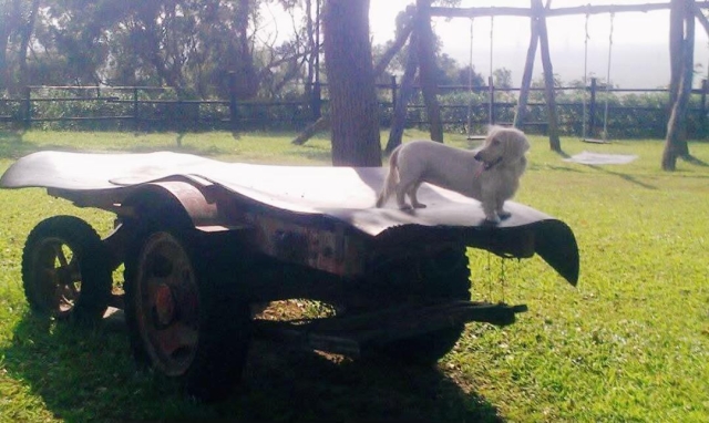 妮可到連莊景觀庭園欣賞風景-第二屆金腳印獎『毛孩鏡勾追』活動