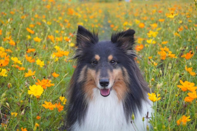 花開的時候 我們一起微笑-第二屆金腳印獎『毛孩鏡勾追』活動