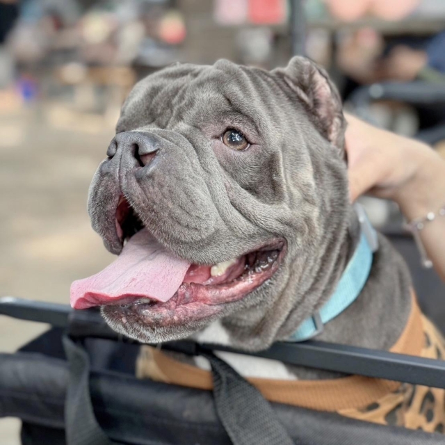 我的520-第二屆金腳印獎『毛孩鏡勾追』活動