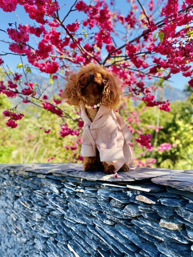 櫻花盛開-第二屆金腳印獎『毛孩鏡勾追』活動