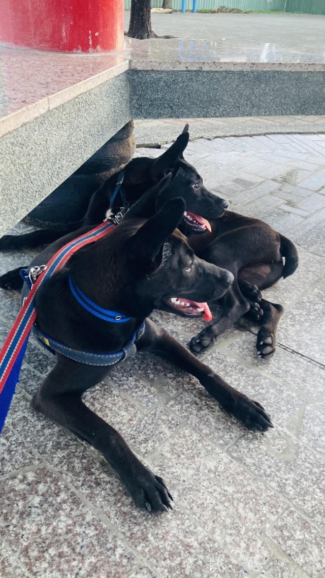 療癒身心靈❤️我的小寶貝們-第二屆金腳印獎『毛孩鏡勾追』活動