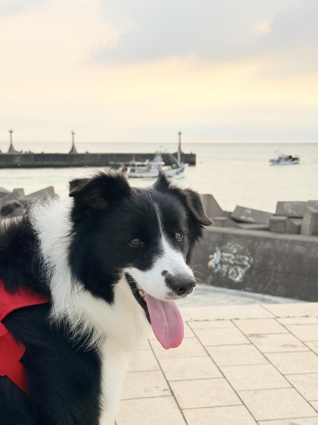 東港的海風吹拂-第二屆金腳印獎『毛孩鏡勾追』活動