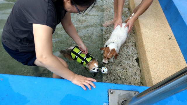 喜歡游泳的毛毛-第二屆金腳印獎『毛孩鏡勾追』活動