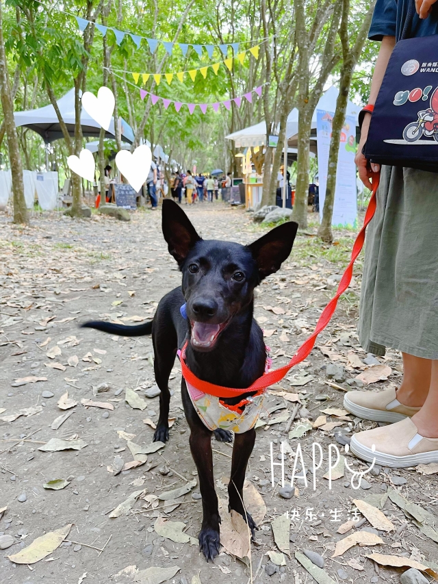 你不是寵物，而是心靈的星光-第二屆金腳印獎『毛孩鏡勾追』活動