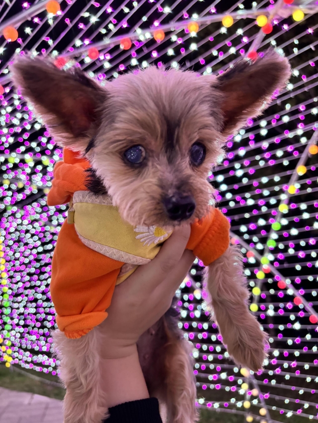 最耀眼的星星-第二屆金腳印獎『毛孩鏡勾追』活動