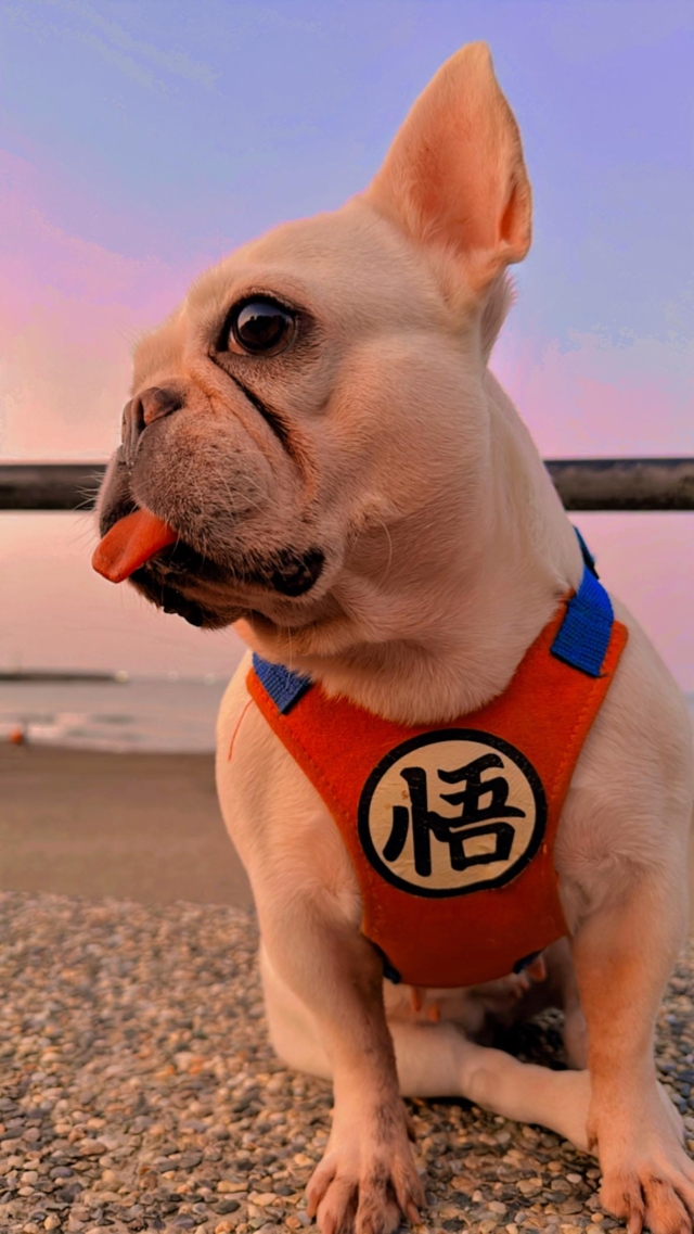 我生命中的救贖-第二屆金腳印獎『毛孩鏡勾追』活動