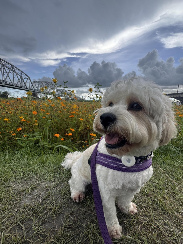我是帥氣可愛的Andy….-第二屆金腳印獎『毛孩鏡勾追』活動