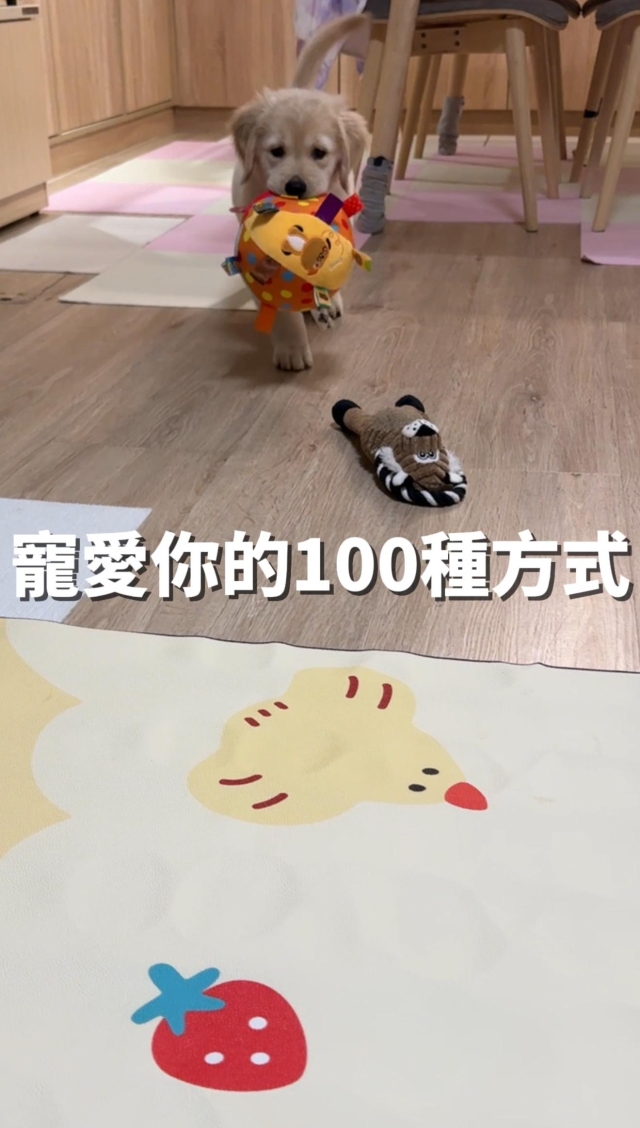 寵愛你的100種方式-第二屆金腳印獎『毛孩鏡勾追』活動