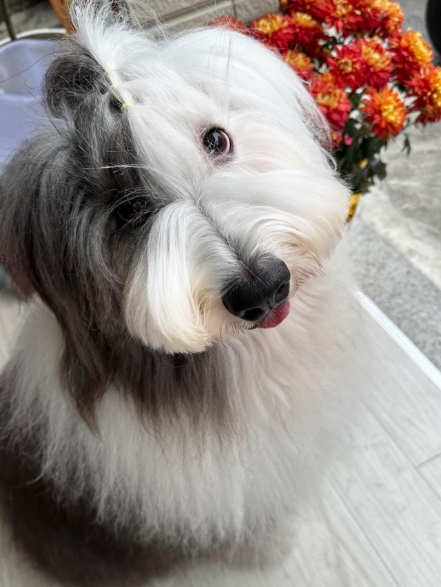 古代牧羊犬-哎呀呀-第二屆金腳印獎『毛孩鏡勾追』活動