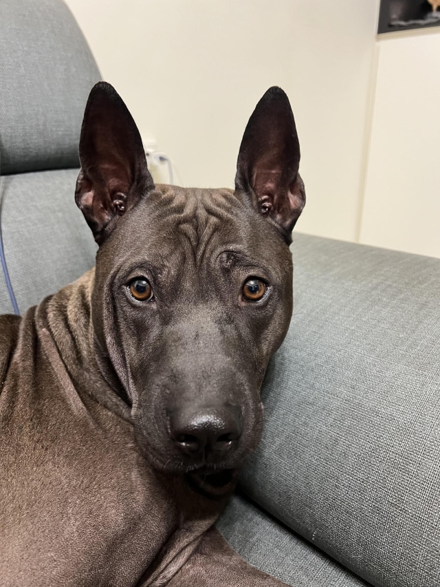 狗界的鉛球選手-第二屆金腳印獎『毛孩鏡勾追』活動