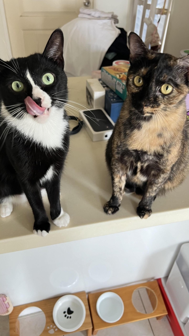 感情到底奪不好？！-第二屆金腳印獎『毛孩鏡勾追』活動