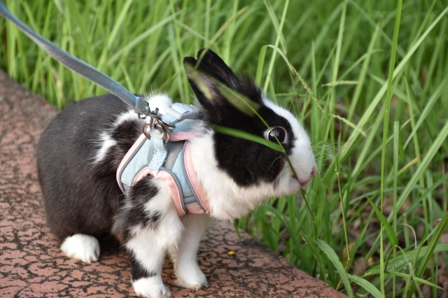 要吃新鮮的草，才能拉出漂亮的巧克力珍珠-第二屆金腳印獎『毛孩鏡勾追』活動