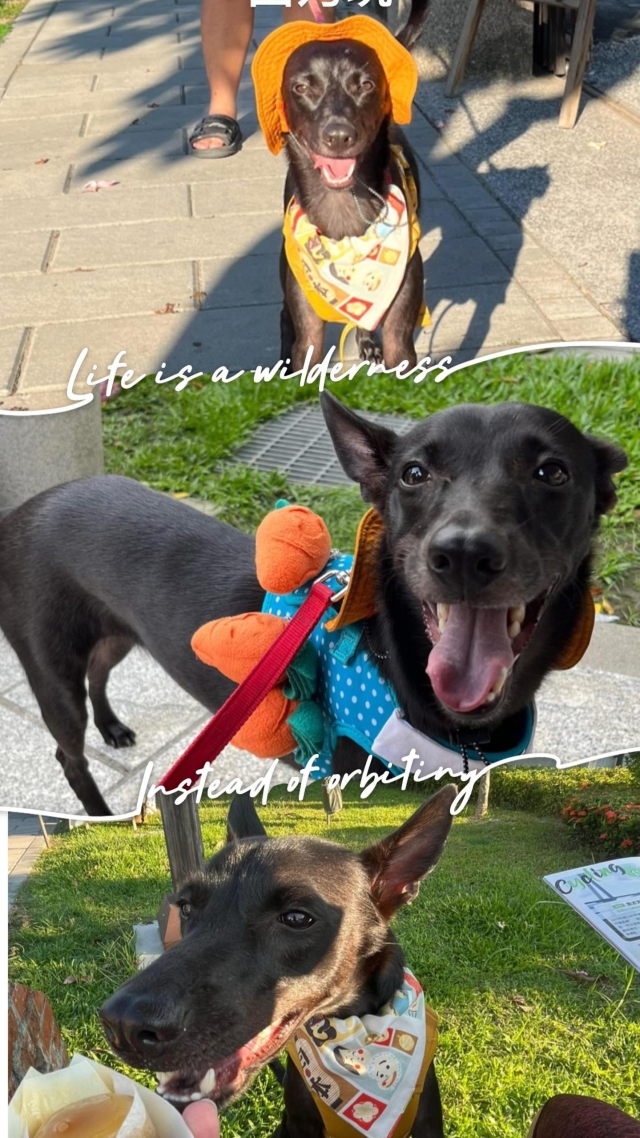 寵愛你-第二屆金腳印獎『毛孩鏡勾追』活動