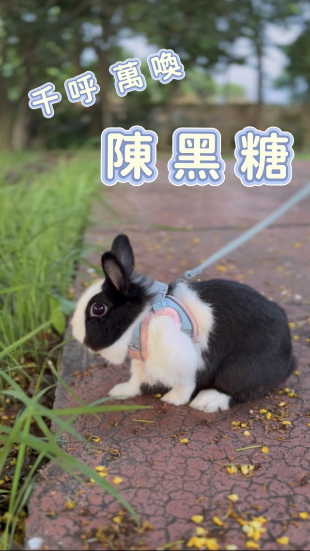 千呼萬喚 陳黑糖-第二屆金腳印獎『毛孩鏡勾追』活動