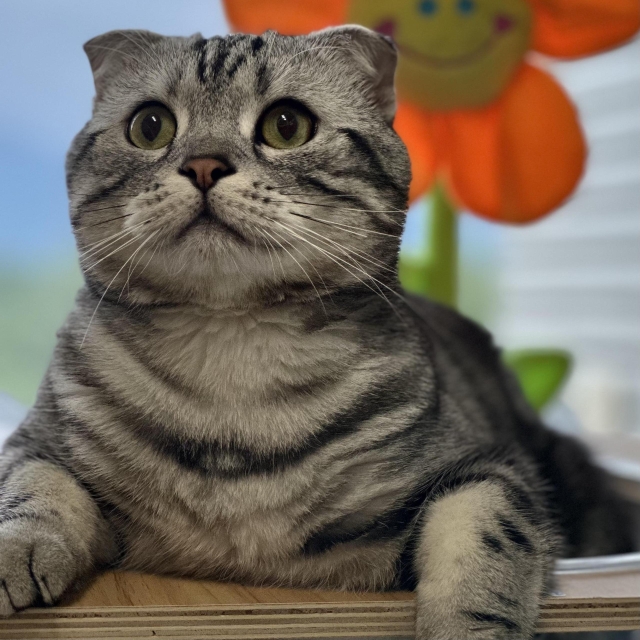 陪伴是最長情的告白-第二屆金腳印獎『毛孩鏡勾追』活動