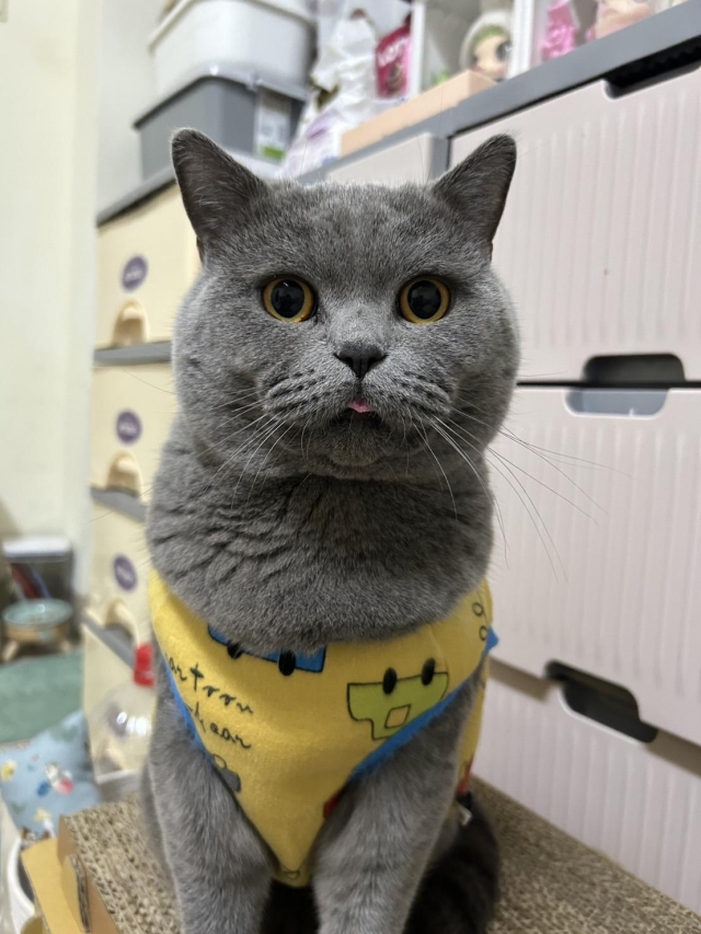 因為你在家就完整了-第二屆金腳印獎『毛孩鏡勾追』活動