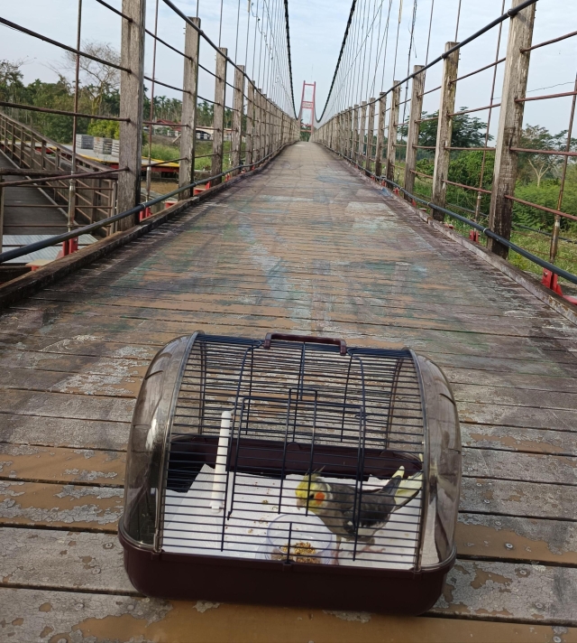 鳳凰的冒險記-第二屆金腳印獎『毛孩鏡勾追』活動