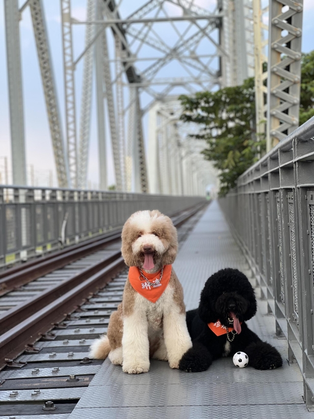 來自屏東の大狗勾-第二屆金腳印獎『毛孩鏡勾追』活動