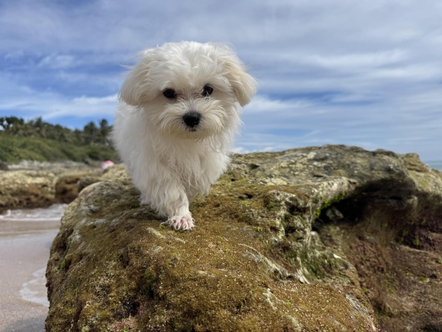 不是我不想跑，是人類不給我跑-第二屆金腳印獎『毛孩鏡勾追』活動