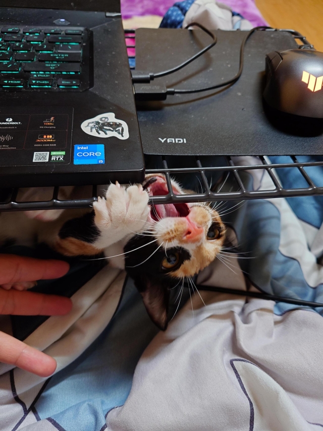 啊~~-第二屆金腳印獎『毛孩鏡勾追』活動