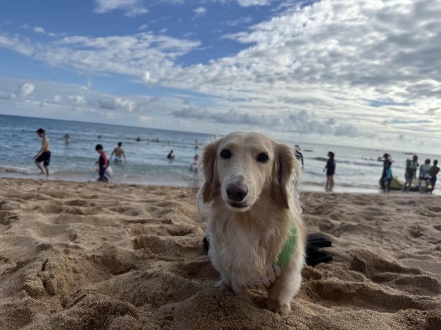 浪花裡的小短腿-第二屆金腳印獎『毛孩鏡勾追』活動