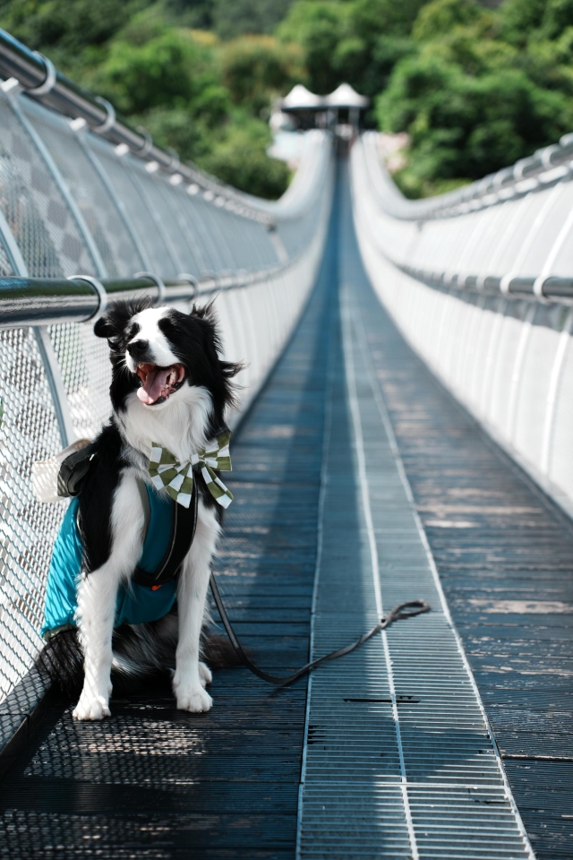 有你在的風景，永遠晴朗-第二屆金腳印獎『毛孩鏡勾追』活動