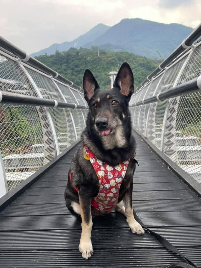 吹著風想著肉的蘋果-第二屆金腳印獎『毛孩鏡勾追』活動