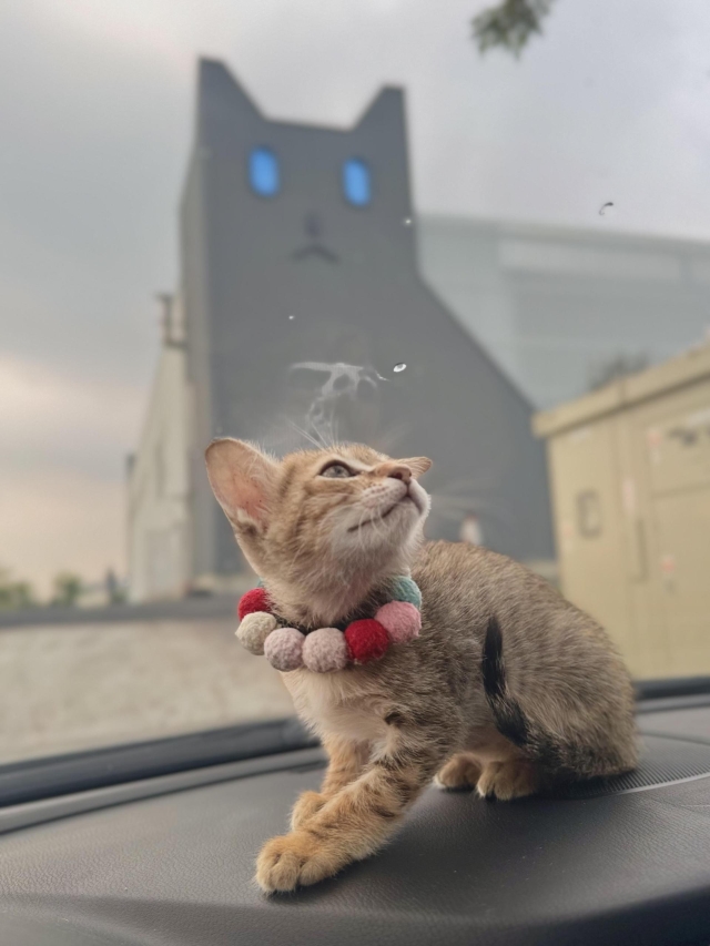 大家好 我是Haru-第二屆金腳印獎『毛孩鏡勾追』活動