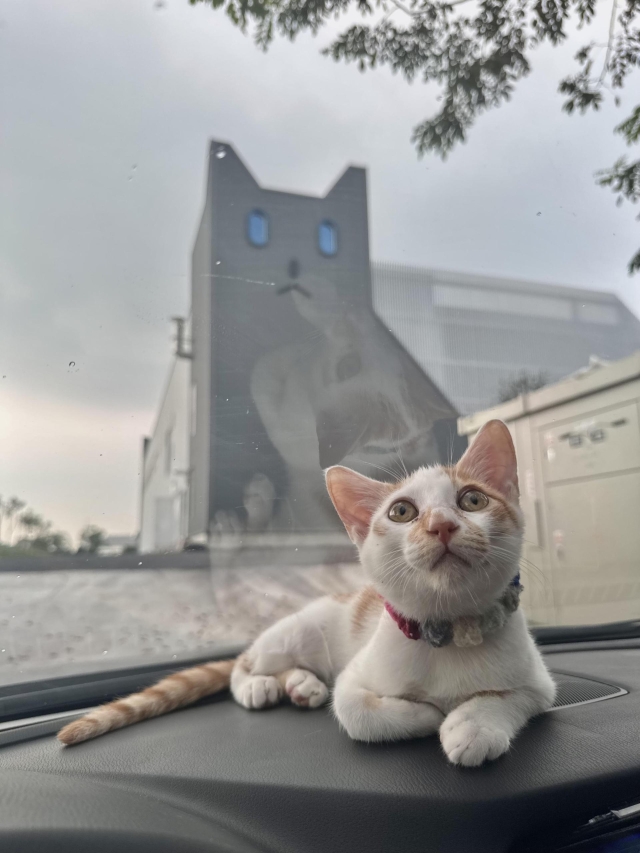 偷米大冒險-第二屆金腳印獎『毛孩鏡勾追』活動