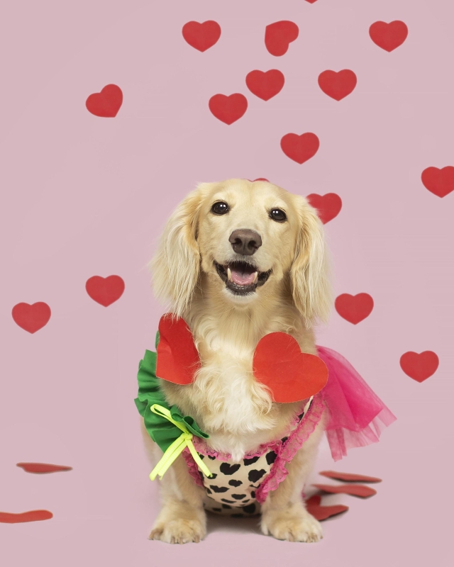 寵愛波尼的100種方式-第二屆金腳印獎『毛孩鏡勾追』活動