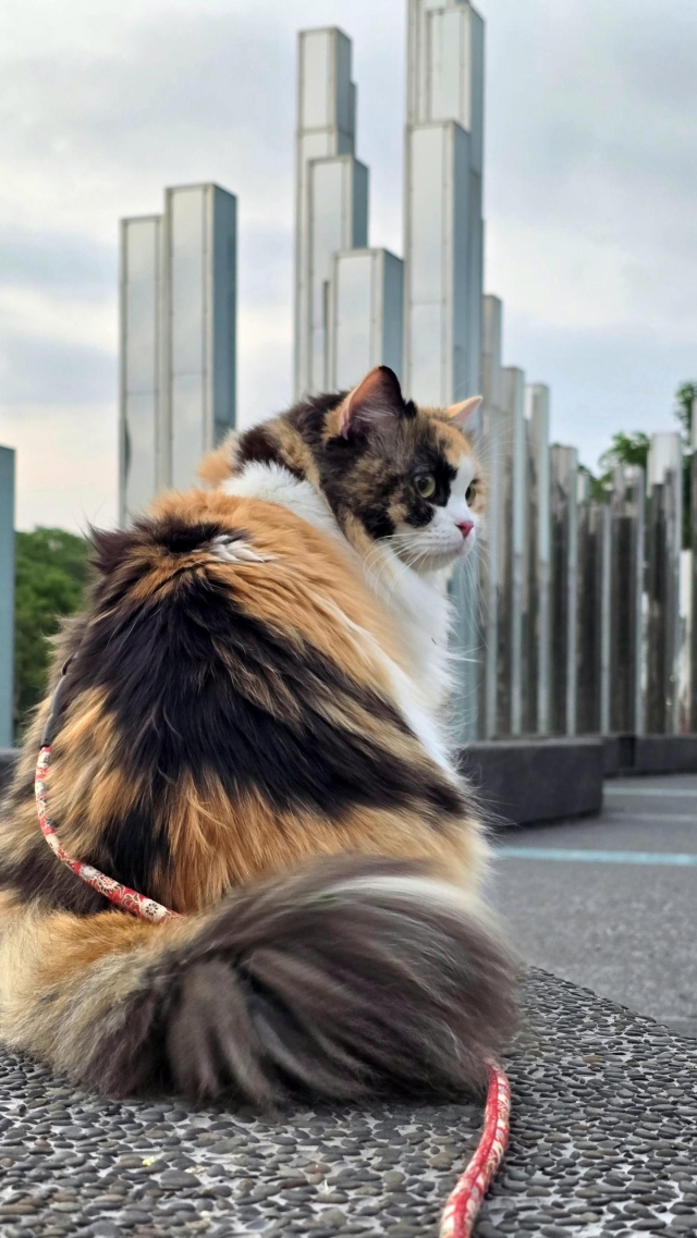 靜謐之境：山海的凝視-第二屆金腳印獎『毛孩鏡勾追』活動