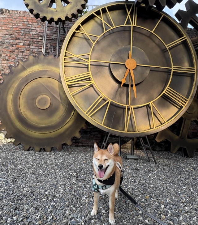 勝利星村走走走！-第二屆金腳印獎『毛孩鏡勾追』活動