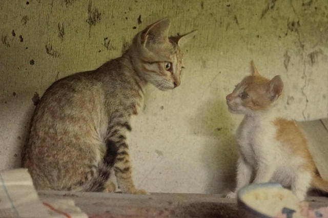 我最好的朋友-第二屆金腳印獎『毛孩鏡勾追』活動