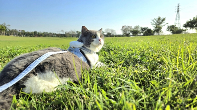 幸福左岸的悠閒時光-第二屆金腳印獎『毛孩鏡勾追』活動