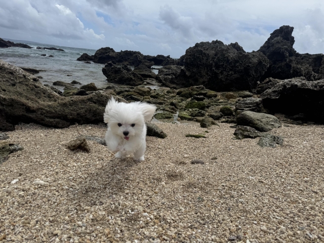 小狗灣裡有梅子-第二屆金腳印獎『毛孩鏡勾追』活動