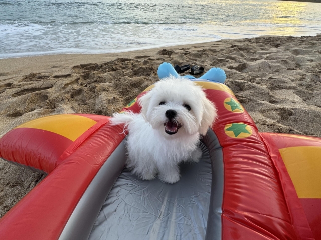 墾丁比國外還美麗-第二屆金腳印獎『毛孩鏡勾追』活動