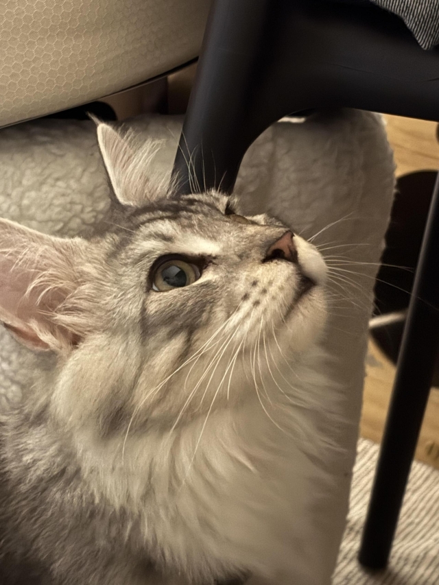 凝望著罐罐-第二屆金腳印獎『毛孩鏡勾追』活動