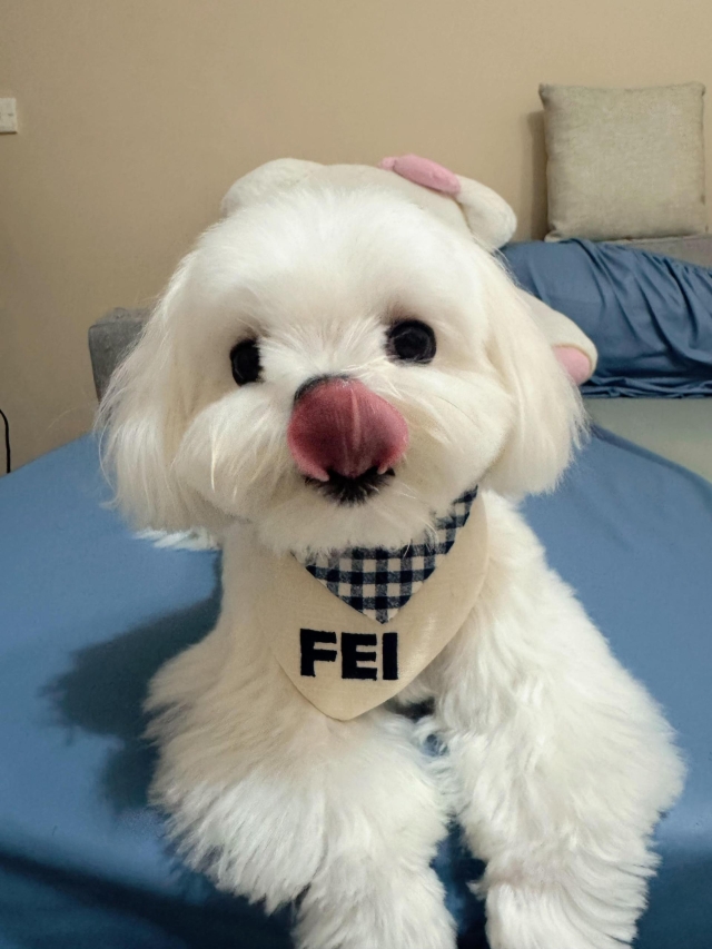 《最甜蜜的麻煩》-第二屆金腳印獎『毛孩鏡勾追』活動