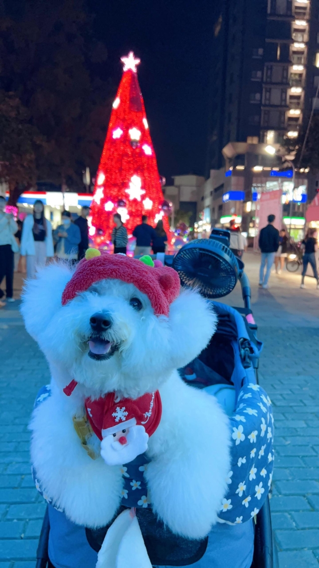 全台最美聖誕節-第二屆金腳印獎『毛孩鏡勾追』活動