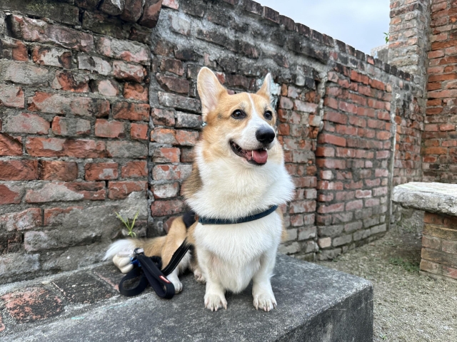 貪吃鬼-鬧鬧-第二屆金腳印獎『毛孩鏡勾追』活動