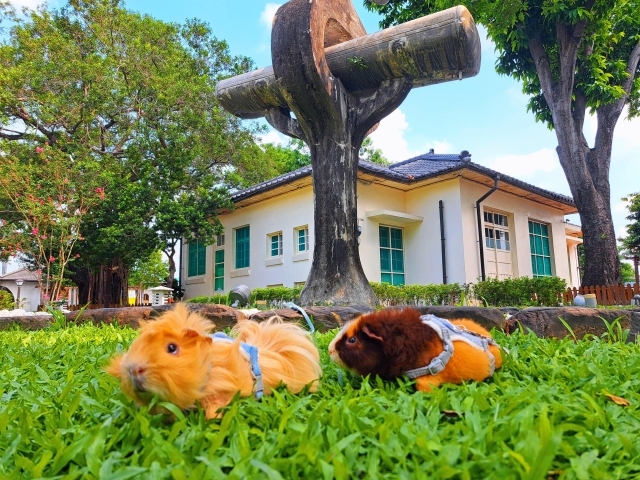 一起長大的地方-第二屆金腳印獎『毛孩鏡勾追』活動