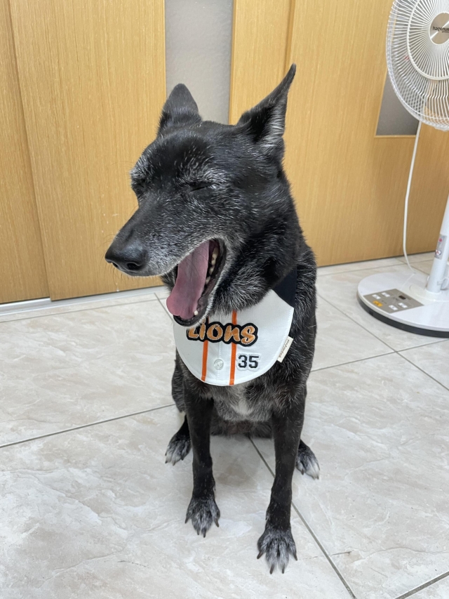 棒球應援皮皮-第二屆金腳印獎『毛孩鏡勾追』活動