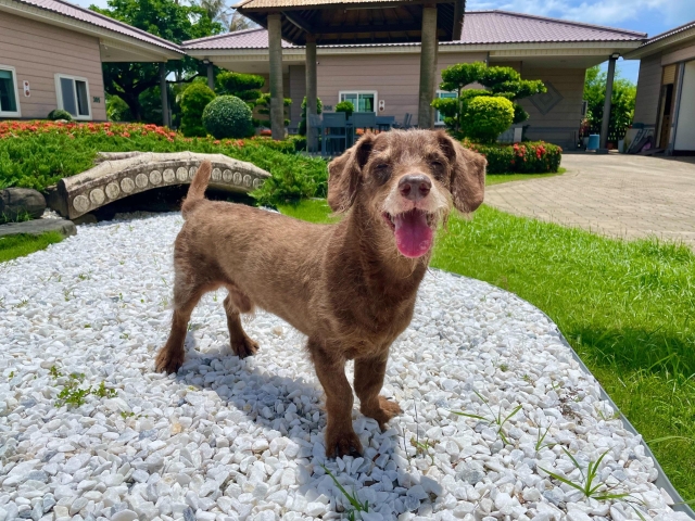 陽光沙灘樂樂狗-第二屆金腳印獎『毛孩鏡勾追』活動