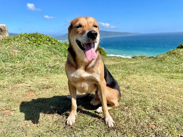 龍磐公園飛機菜-第二屆金腳印獎『毛孩鏡勾追』活動