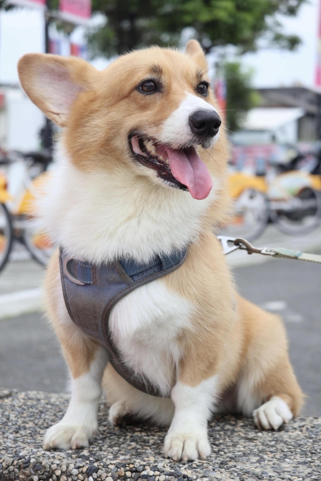 憶起踏青-第二屆金腳印獎『毛孩鏡勾追』活動