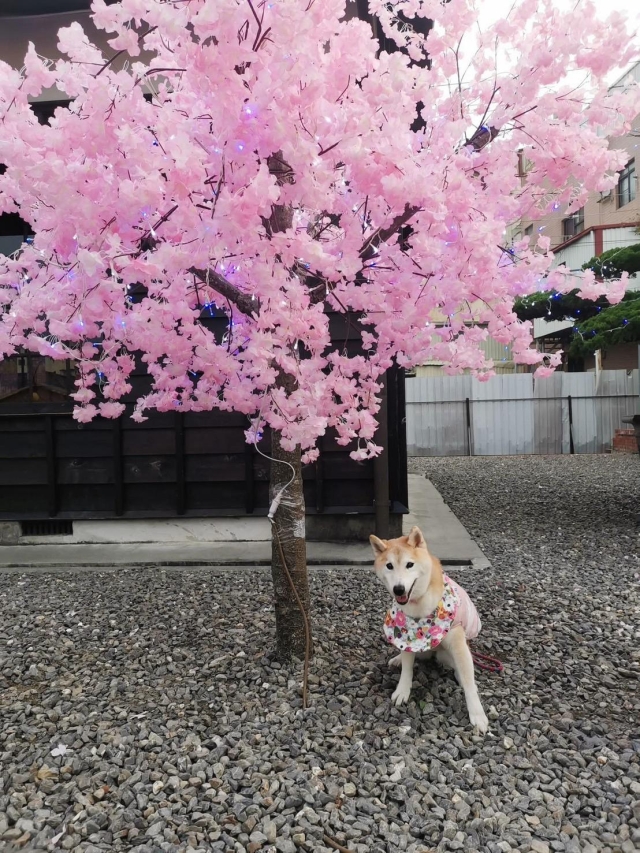 櫻開柴笑-第二屆金腳印獎『毛孩鏡勾追』活動